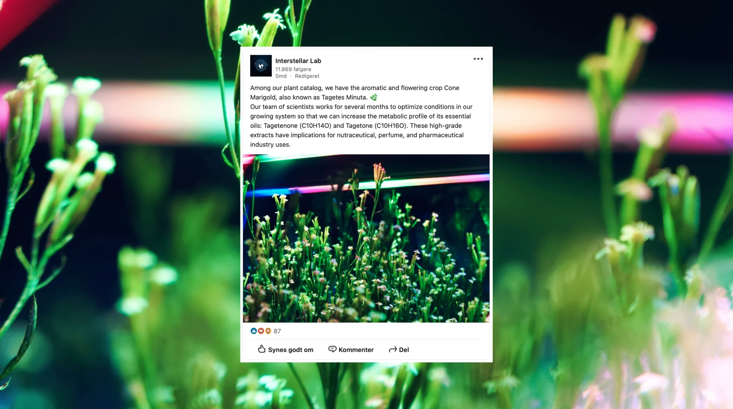 Interstellar_Select_SoMe_1_Tagetes_Minuta