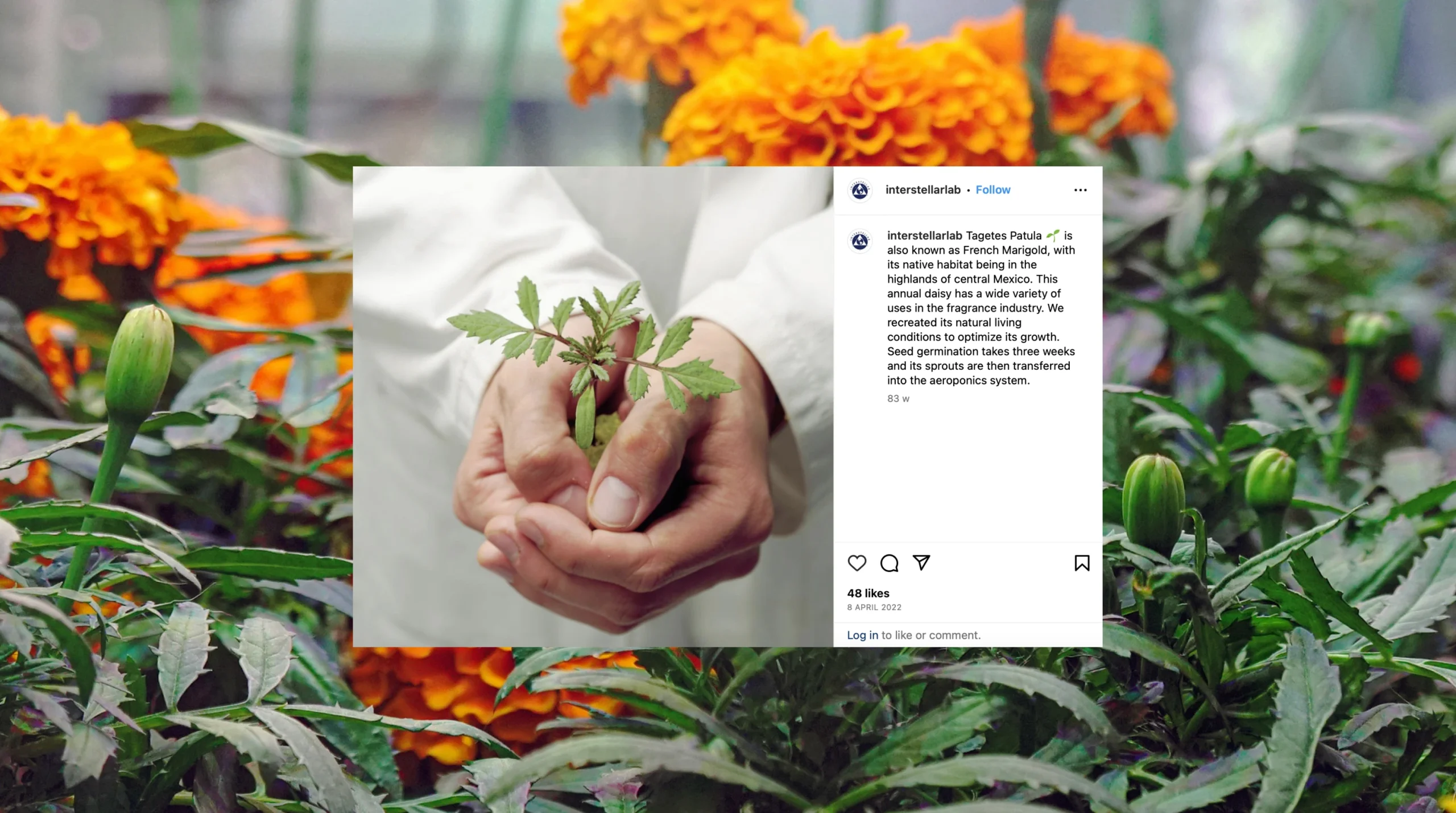 Interstellar_Select_SoMe_3_Tagetes_Patula